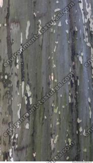 Tree Bark 0015